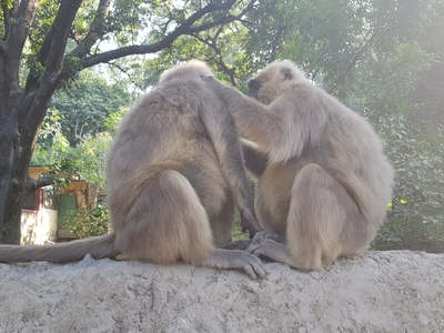 Singe qui s'enlève mutuellement leur puce